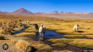 Lamas dans les prairies du Chili